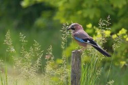 Sojka obecná  ( Garrulus glandarius )