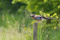 Sojka obecná  ( Garrulus glandarius )