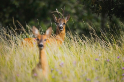 srnčí zvěř