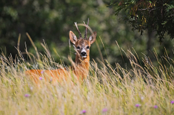 Srnec obecný  ( Capreolus capreolus )