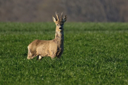 Srnec obecný  ( Capreolus capreolus )