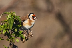 Stehlík obecný  ( Carduelis carduelis )