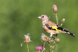 Stehlík obecný ( Carduelis carduelis )