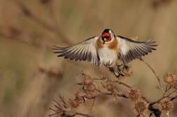 Stehlík obecný  ( Carduelis carduelis )