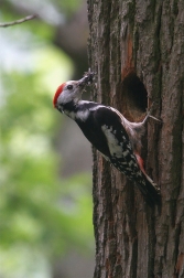 Strakapoud prostřední