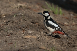 Strakapoud velký ( Dendrocopus major )