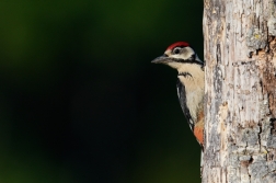 Strakapoud velký  ( Dendrocopus major )