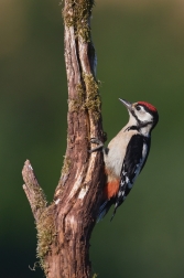 Strakapoud velký  ( Dendrocopus major )