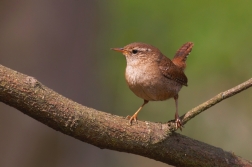 Střízlík obecný (Trogledytes...