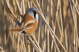 sýkořice vousatá  ( Panurus biarmicus )