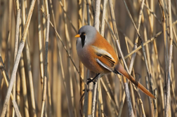 sýkořice vousatá  ( Panurus biarmicus )