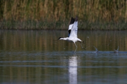 Tenkozobec opačný  ( Recurvirosta avosetta...