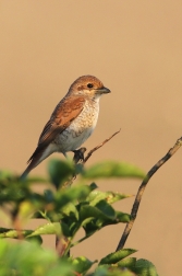 Ťuhýk obecný ( Lanis collurio )