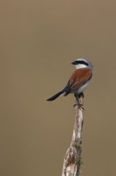 Ťuhýk obecný  ( Lanius collurio )