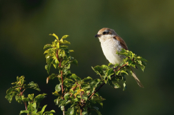 Ťuhýk obecný ( Lanius collurio )