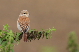 Ťuhýk obecný  ( Lanius collurio )