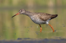 Vodouš rudonohý ( Tringa totanus )