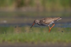 Vodouš rudonohý ( Tringa totanus )