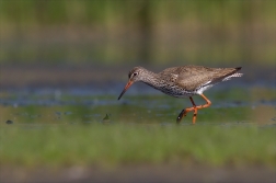 Vodouš rudonohý ( Tringa totanus )
