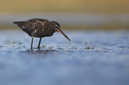 Vodouš tmavý  ( Tringa erythropus )