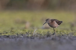 Voduš bahenní  ( Tringa glareola )