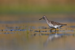 Voduš bahenní  ( Tringa glareola )