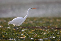Volavka bílá ( Egretta alba )