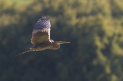 Volavka červená ( Ardea purpurea  )