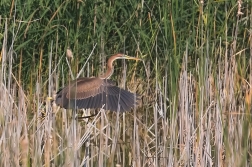 Volavka červená ( Ardea purpurea  )