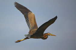 Volavka červená  ( Ardera purpurea )