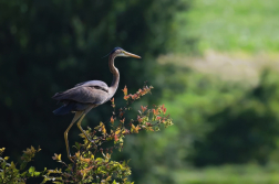 Volavka červená  ( Ardera purpurea )