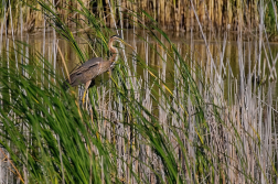 Volavka červená  ( Ardera purpurea )