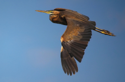 Volavka červená  ( Ardera purpurea )