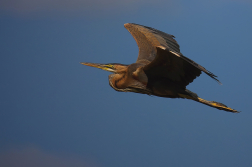 Volavka červená  ( Ardera purpurea )