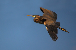 Volavka červená  ( Ardera purpurea )
