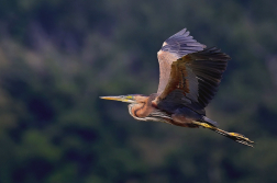 Volavka červená  ( Ardera purpurea )