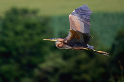 Volavka červená  ( Ardera purpurea )