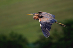 Volavka červená  ( Ardera purpurea )
