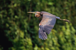 Volavka červená  ( Ardera purpurea )