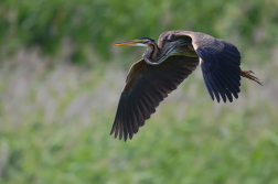 Volavka červená  ( Ardera purpurea )