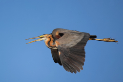 Volavka červená  ( Ardera purpurea )
