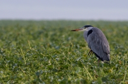 Volavka popelavá ( Ardea cinerea )