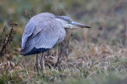 Volavka popelavá  ( Ardea cinerea )