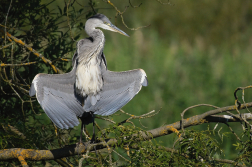 Volavka popelavá  ( Ardea cinerea )