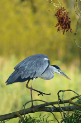 Volavka popelavá  ( Ardea cinerea )