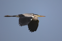 Volavka popelavá  ( Ardea cinerea )