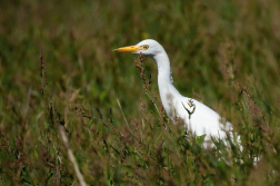 Volavka rusohlavá  ( Bubulcus ibis )
