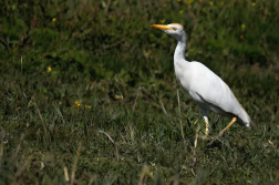 Volavka rusohlavá  ( Bubulcus ibis )