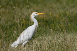 Volavka rusohlavá  ( Bubulcus ibis )