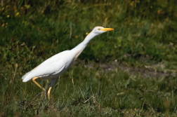 Volavka rusohlavá  ( Bubulcus ibis )